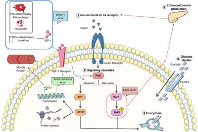 Editorial: Cross-talk between heterogeneous cell types in skeletal muscle: implications for glucose metabolism